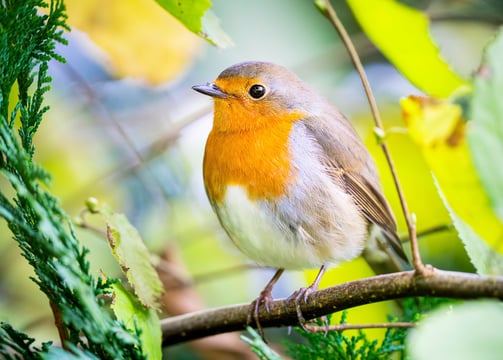 Ein Rotkehlchen schaut in die Kamera Foto: Philipp Geisler