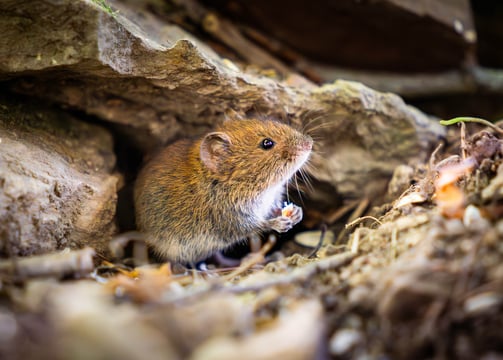 Eine Maus mit einem Korn in der Hand Foto: Philipp Geisler