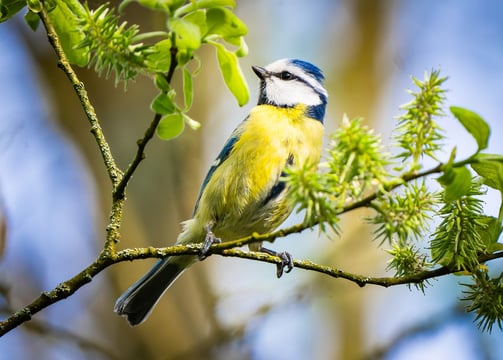 Eine Blaumeise auf einem Weidenzweig Foto: Philipp Geisler