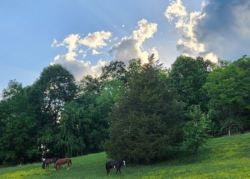 horse boarding lessons tri-cities - elizabethton tn