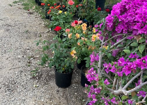Tropical Gardens Nursery