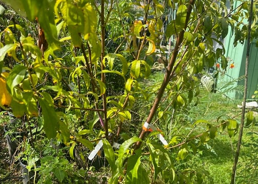 Tropical Gardens Nursery