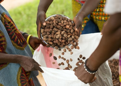 Ethically sourced Grade A shea nuts from Uganda, East Africa, to export shea butter and shea oil 