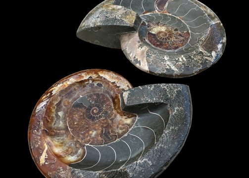 Ammonite Bolws from Madagascar