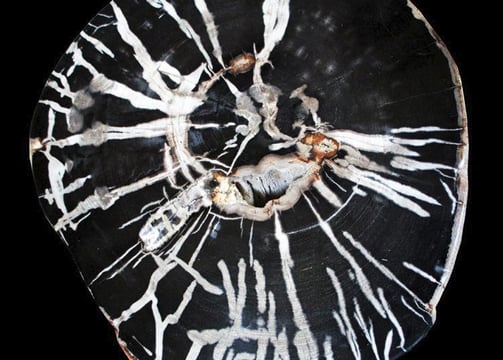 Detail of a petrified Wood Side table