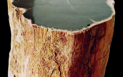 Top polished petrified wood showing bark