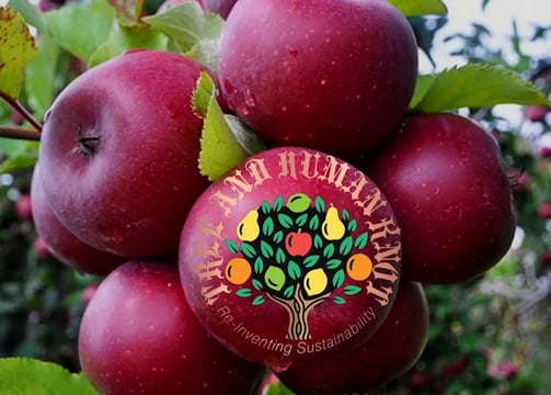 Fruit Orchard Mini Forest by TreeAndHumanKnot Miyawaki Forest in India