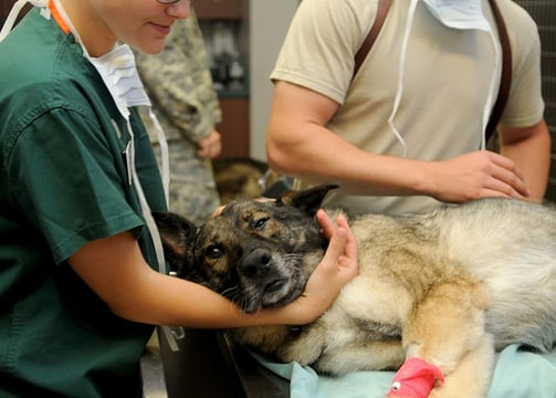 diarreia-com-sangue-em cães