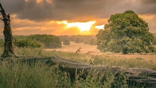 a photograph of parkland with trees at sunrise