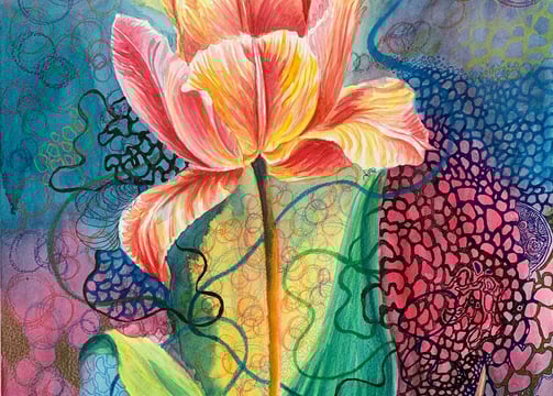Red Yellow Tulip