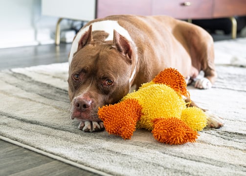 a dog laying on a rug with a toy duck