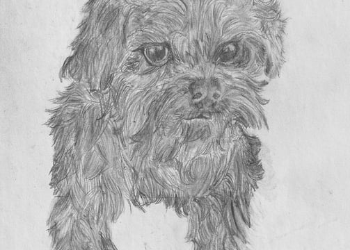 a dog is shown in this drawing of a dog