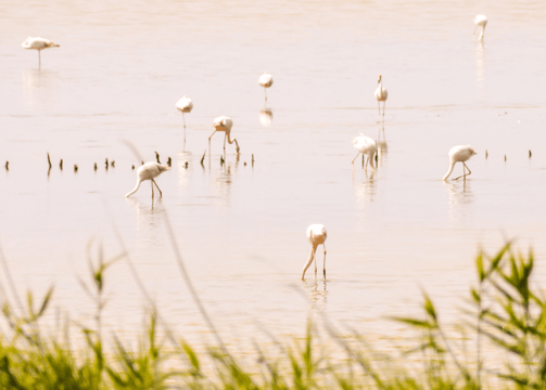 Biodiversità Delta del Po e del Polesine