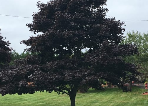 Tree Pruning