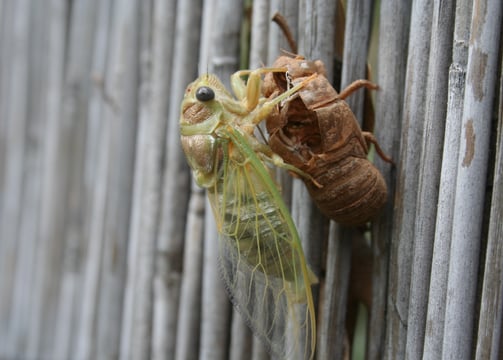 An emerging cicada