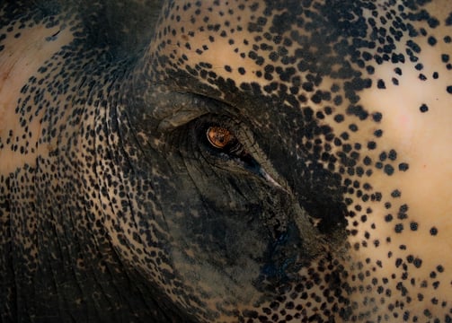 Eléphant de Thaïlande