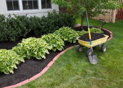 A flowerbed and wheel barrow filled with mulch. The garden is full of hedges and ornamental shrubs..