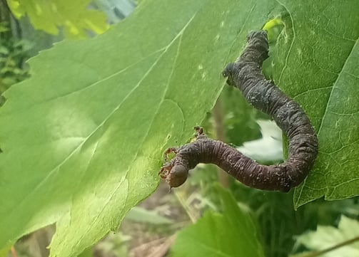 A gray-green inchworm works their way, upside-down, along a silver maple leaf