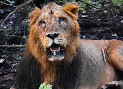 A Scared Lion from the Gir national park