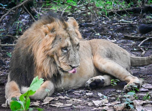 A Scared Lion from the Gir national park