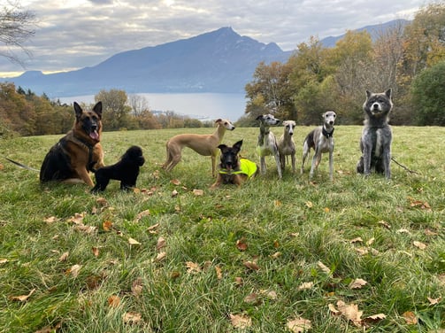 nos chiens en balade avec les copains