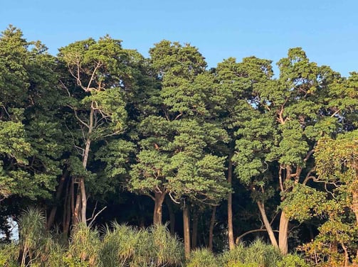 Dense végétation à Havelock dans les îles Andaman et Nicobar.