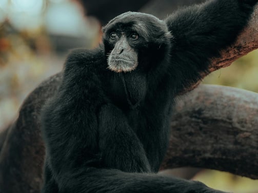 Photo by Osmany Mederos: https://www.pexels.com/photo/black-monkey-on-brown-tree-branch-14357623/
