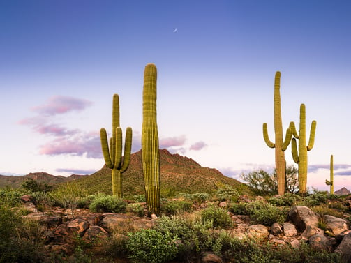 Saguaro Sentinels, standing tall in Sonoran Desert. High resolution, gallery-quality prints.