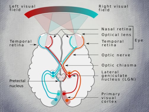 optic chiasm visual pathways brain