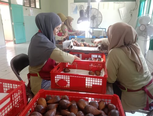 alt="Proses seleksi salak berkualitas untuk ekspor dengan standar internasional"