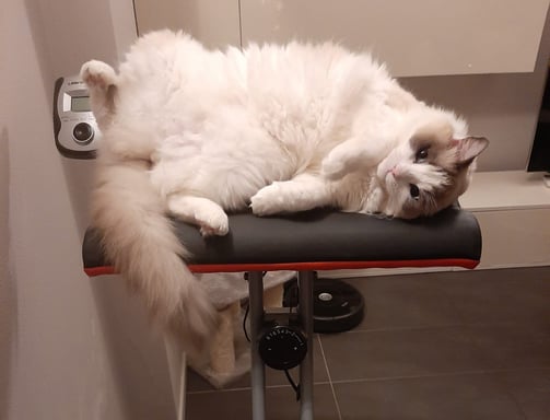 gatta ragdoll che riposa