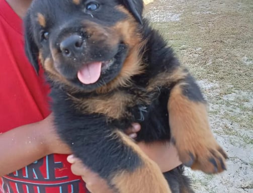 Rottweiler