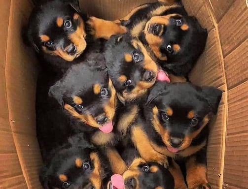 Rottweiler