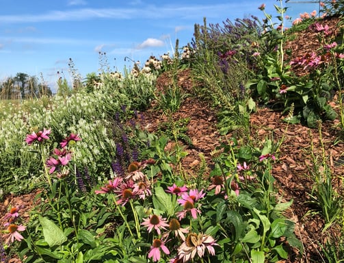 ogród bylinowy, projektowanie ogrodów naturalnych, architektura krajobrazu
