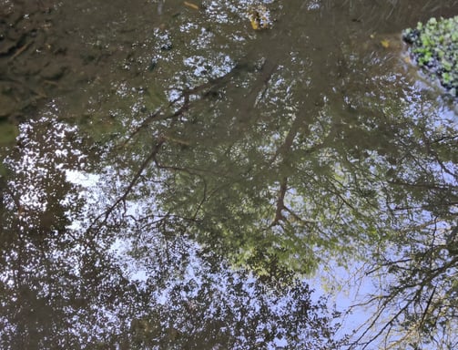 trees in canopy