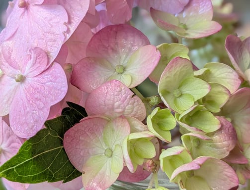 hydrangea bloom