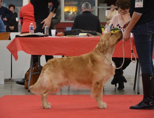 concours beauté golden retriever élavege respechas alès