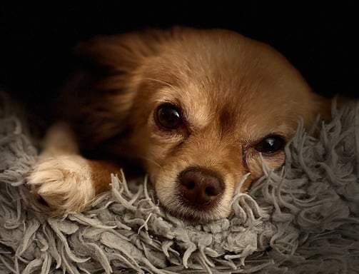 chihuahua couché sur une couverture