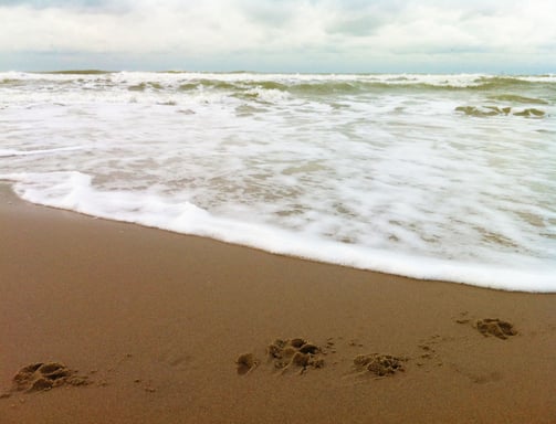 tracks in the sand of a beach and the water of the sea
