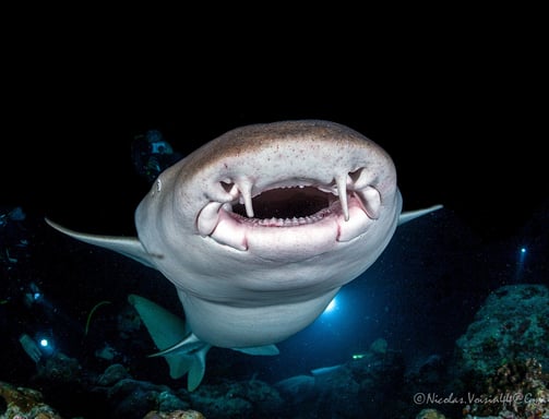 Gueule requin nourrice