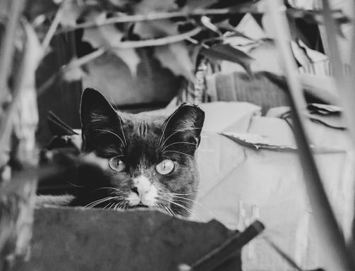 a grey cat with a piercing gaze stares into the camera from behind a planter