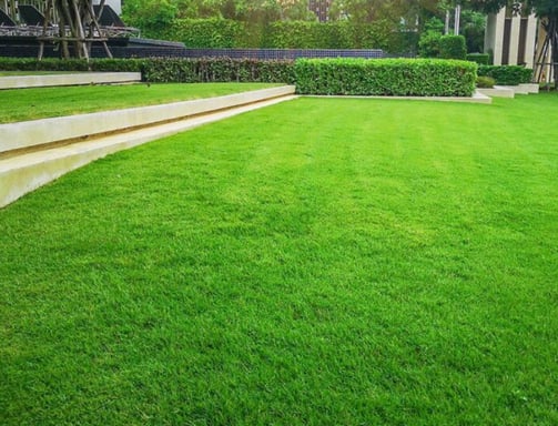 Entretien de jardins DG Services à Neuchâtel - tonte, taille et aménagement paysager durable
