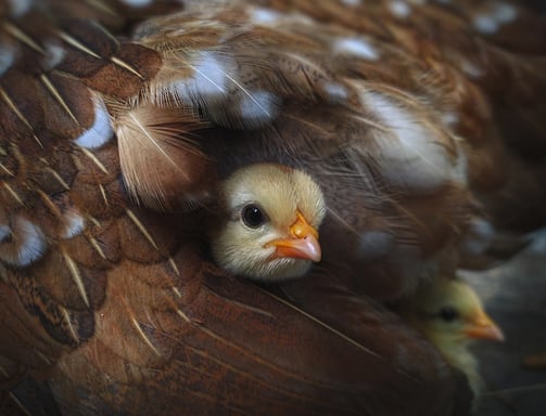 A fluffy yellow chick nestled warmly in its mother's feathers