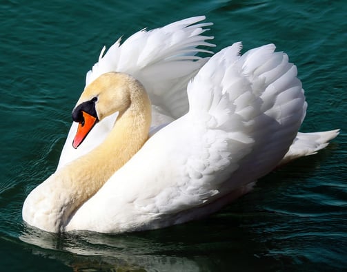 Image of Swan to symbolise Swan Song Journey