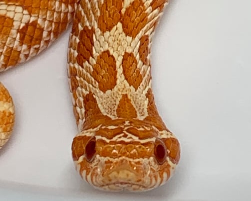 Lolly, High Red Albino Het Lavender Female hognose