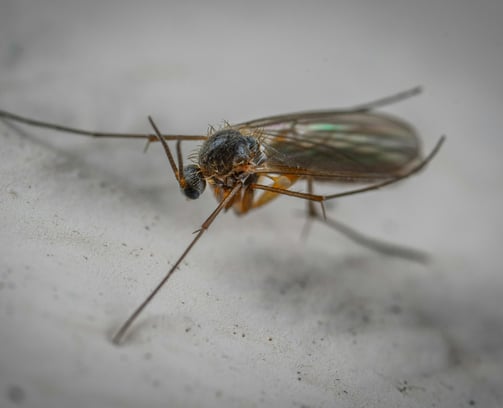 Fungus gnat