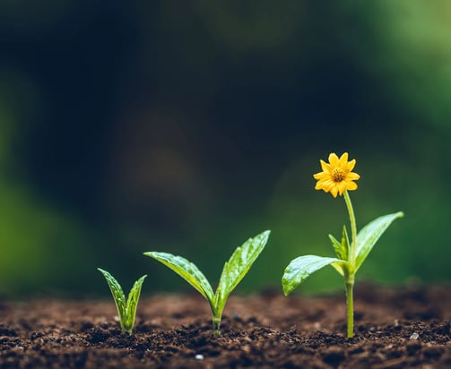 développement ventes et marketing en hôtellerie