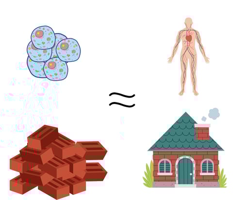 a diagram of a human body and a house