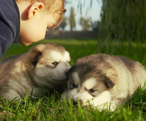 bimbo con cuccioli di alaskan malamute