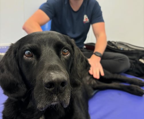 black labrador having canine physiotherapy